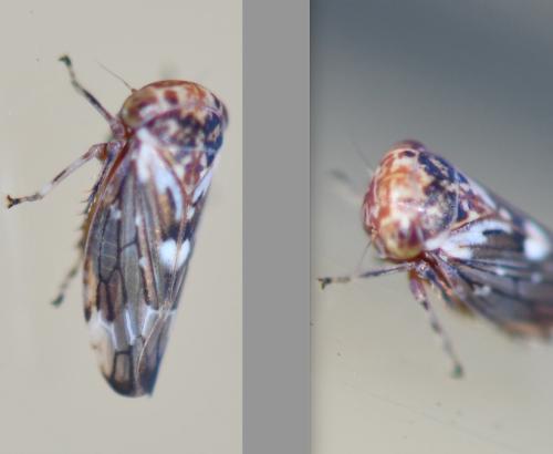 Balcanocerus larvatus